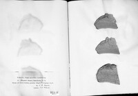 Fomes fomentarius image